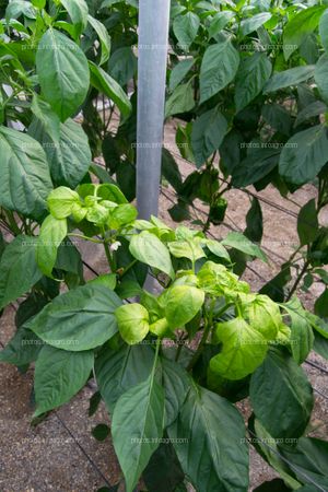 Entutorado de pimiento y hojas apicales