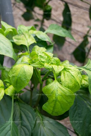 Hojas de pimiento