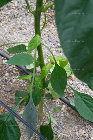 Planta entutorada de pimiento