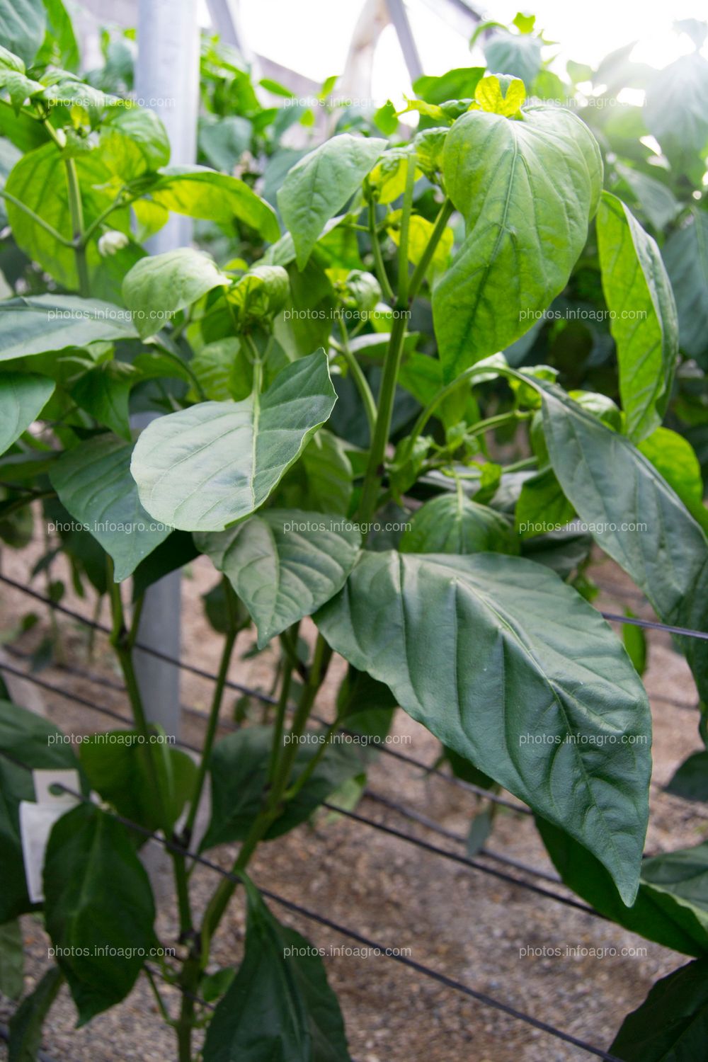 Entutorado en espaldera de pimiento