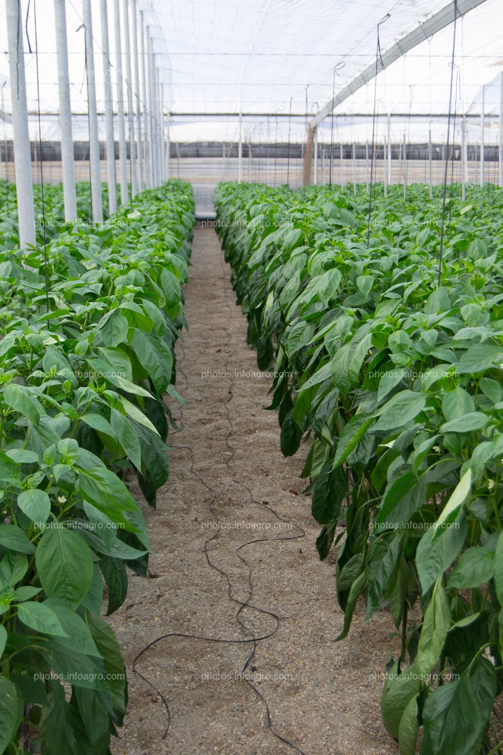 Fila de Capsicum annuum L.