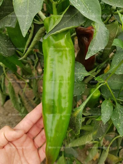 Capsicum annuum L.