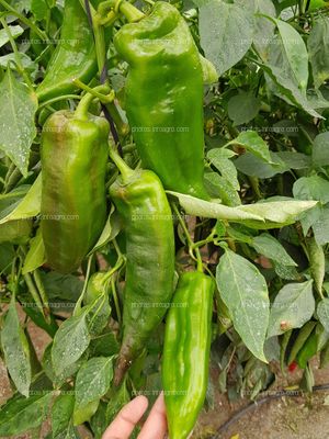 Frutos de pimiento maduros