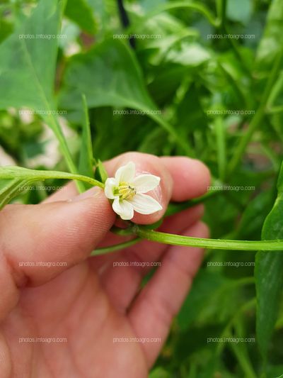 Floración en pimiento