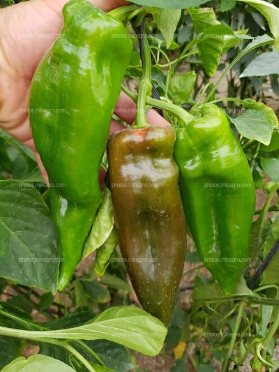 Viración de color de pimiento