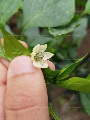 Flor de pimiento