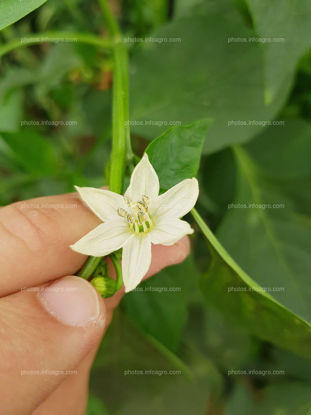 Flor de pimiento