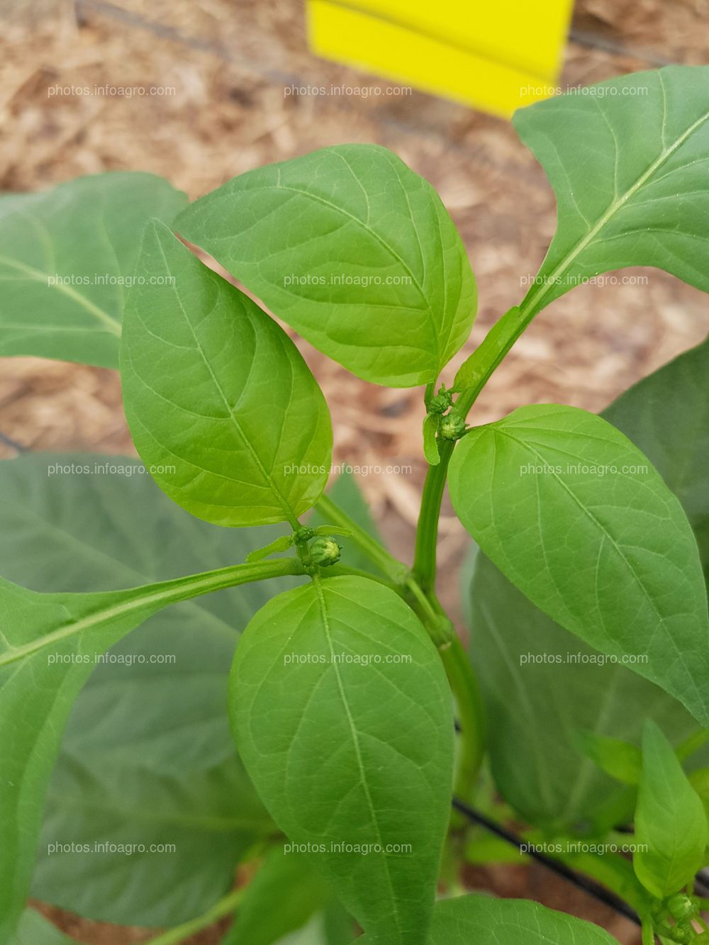 Hojas nuevas de pimiento