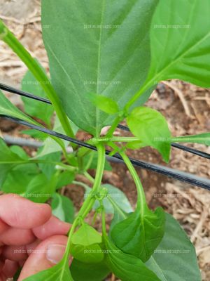 Planta de pimiento entutorada