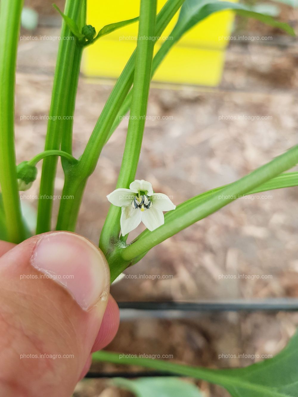 Flor nascente de pimiento