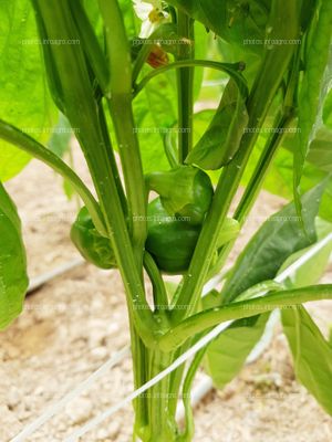 Frutos de pimiento