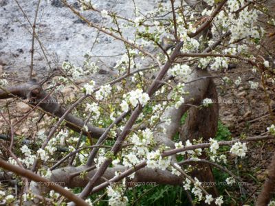 Flores de almendro