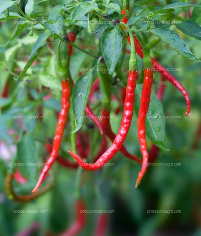 Chile en árbol