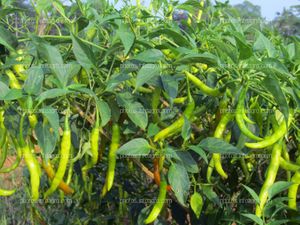 Pimiento verde en invernadero