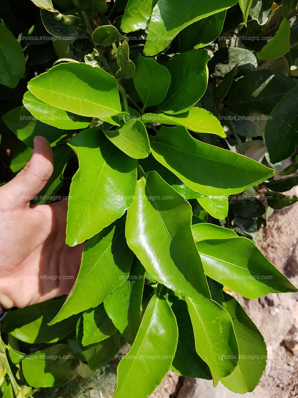 Pomelo hojas