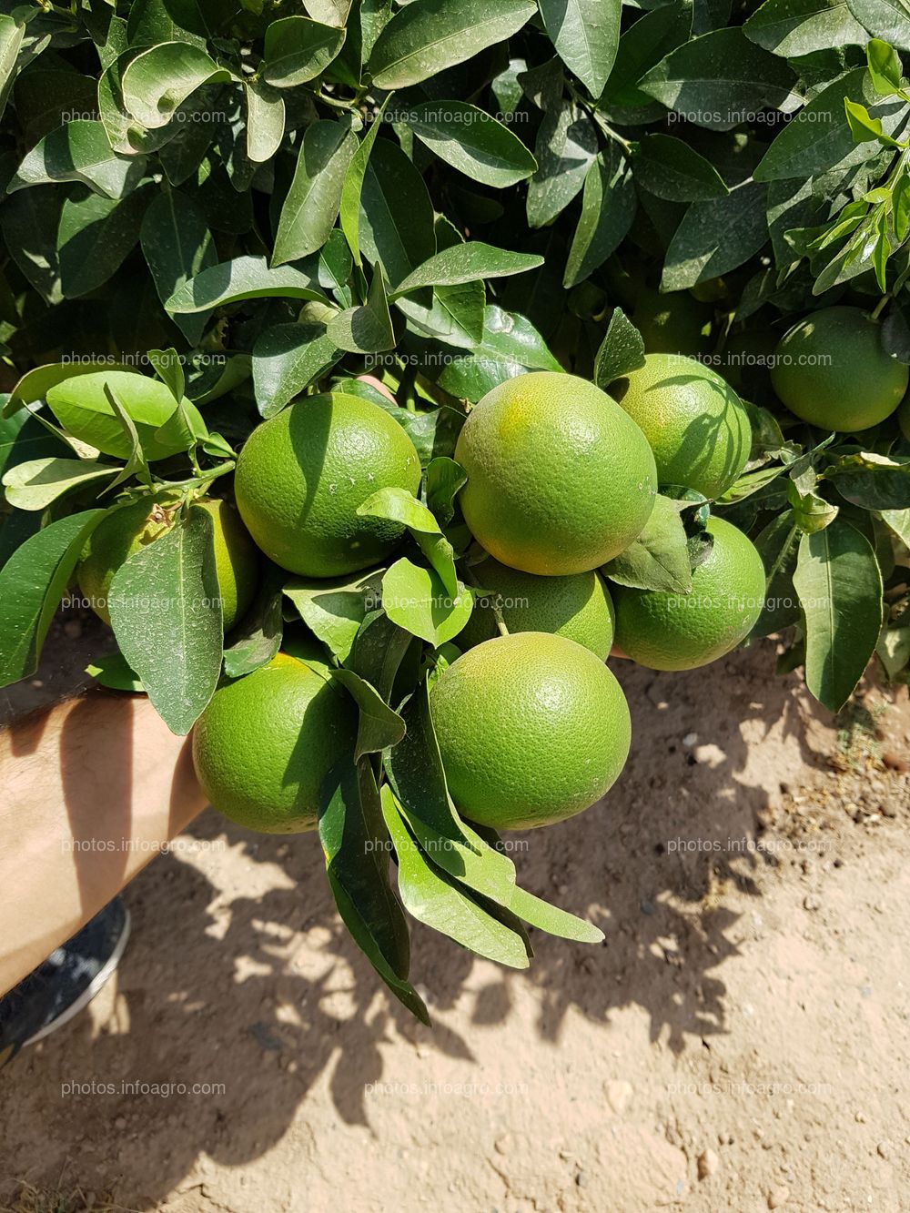 Pomelo Frutos