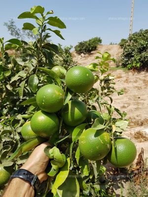 Recolección de pomelos