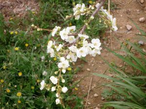 Flores de almendro