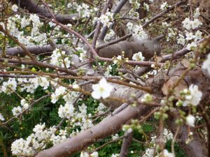 Flores de almendro