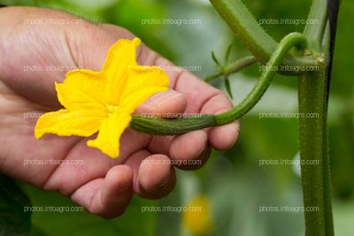 Flor de pepino