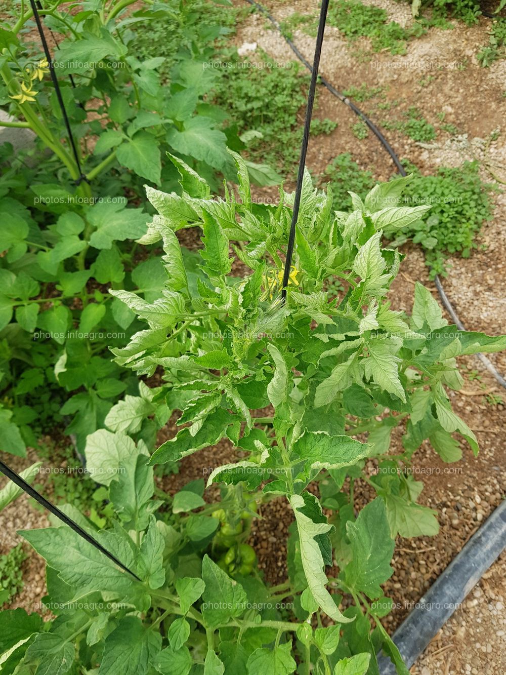 Entutorado de pepino