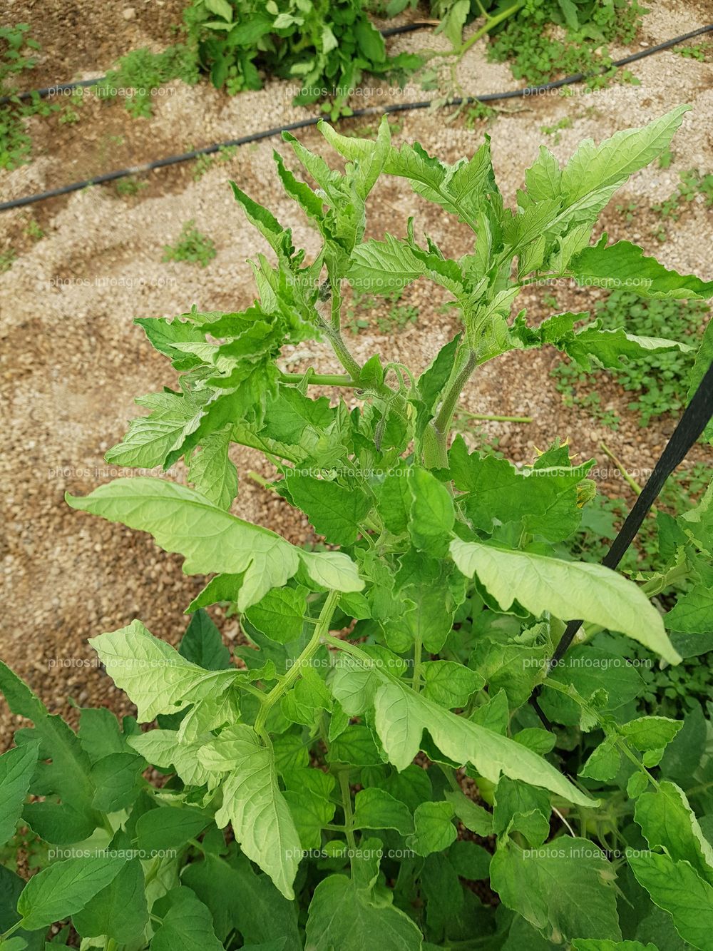 Hojas de pepino