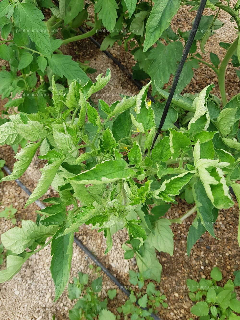 Hojas cerradas de pepino