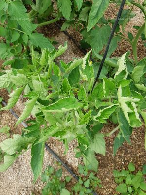 Hojas cerradas de pepino