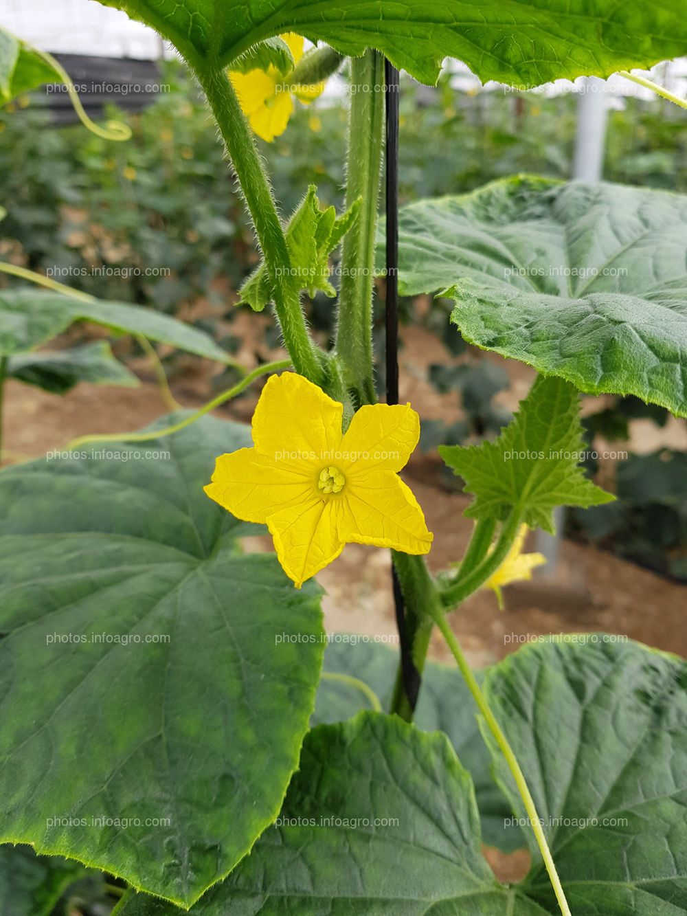 Floración de Cucumis sativus L.