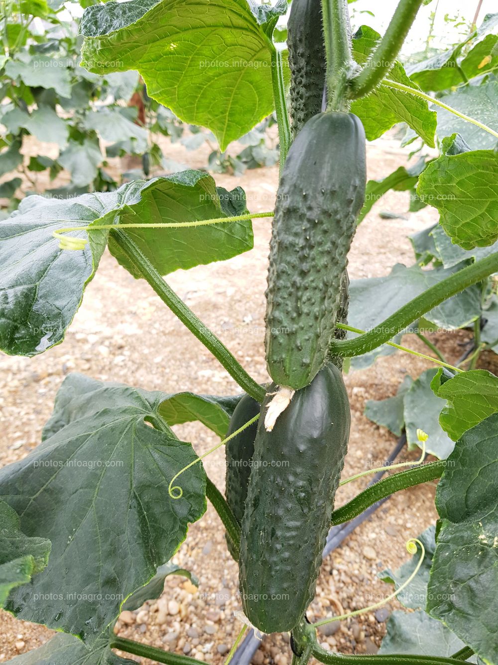 Pepino inicio cuajado