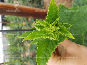 Desarrollo vegetativo de pepino