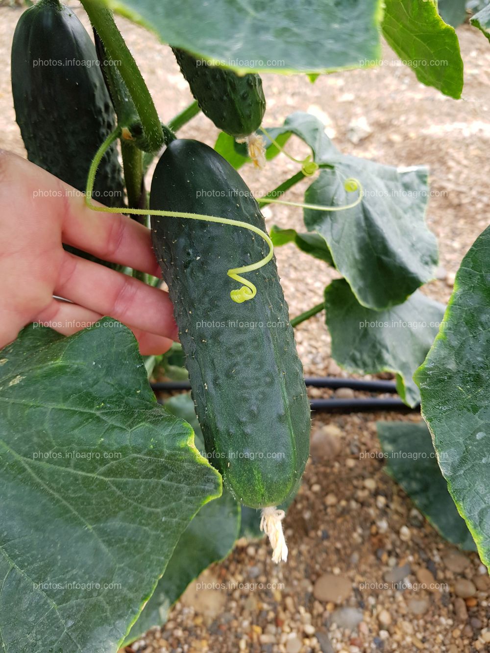 Fruto y zarcillo de pepino