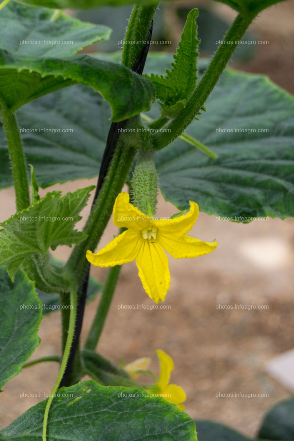 Pepino inicio cuajado