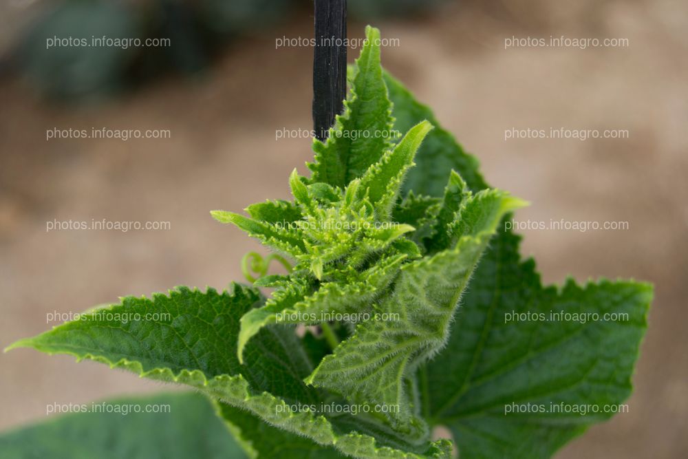 Hojas de pepino en desarrollo