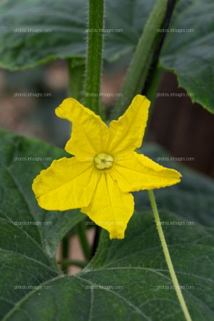 Flor de pepino femenina abierta