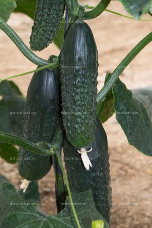 Frutos de pepino