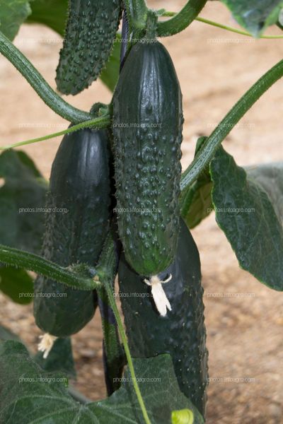 Frutos de pepino