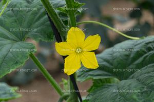 Flor femenina de pepino