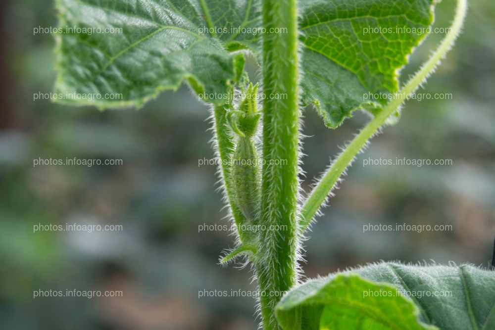 Pepino Yemas reproductivas 