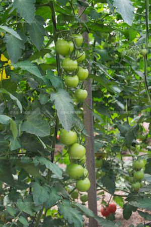 Frutos de tomate