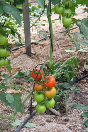 Tomate en planta