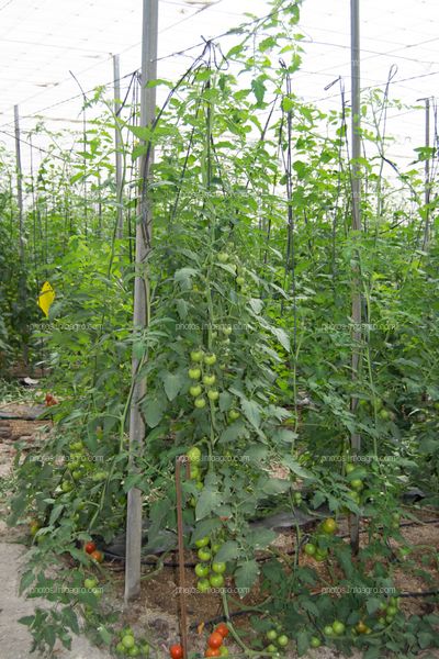 plantas de tomate en invernadero