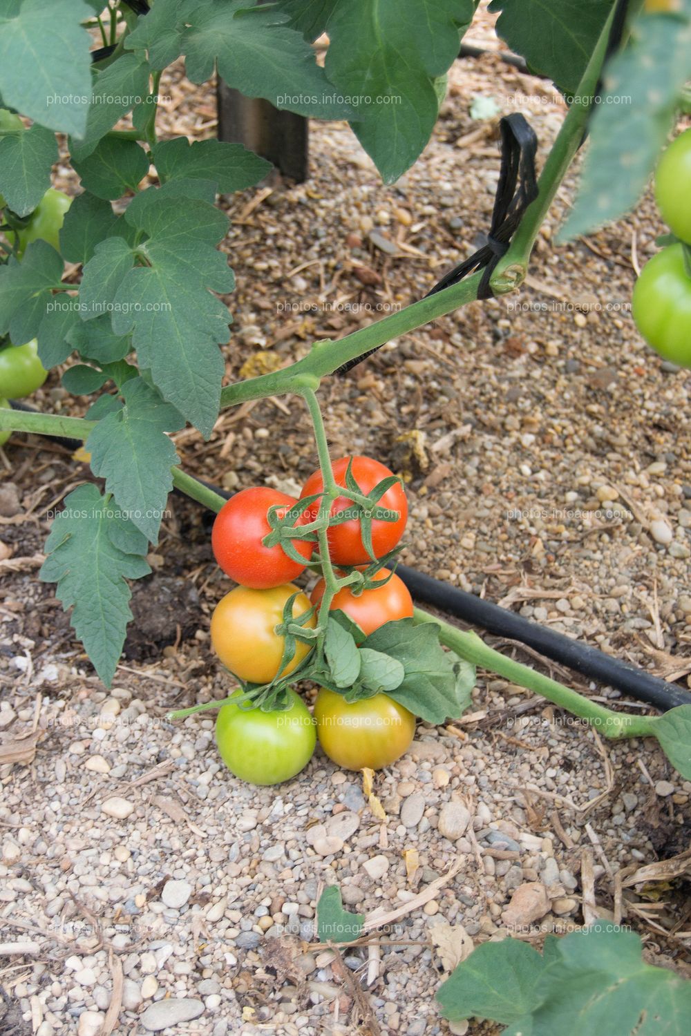 Maduración de tomate