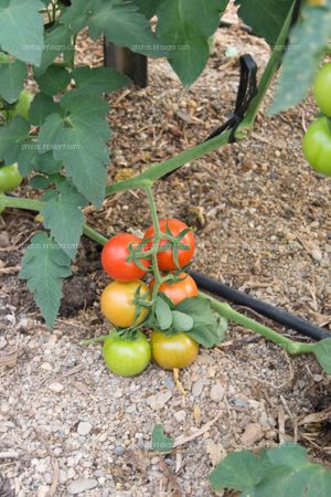 Maduración de tomate