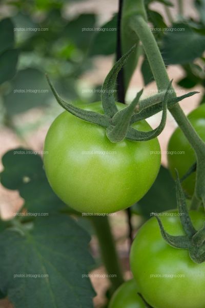 Fruto inmaduro de tomate redondo