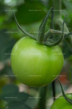 Tomate verde