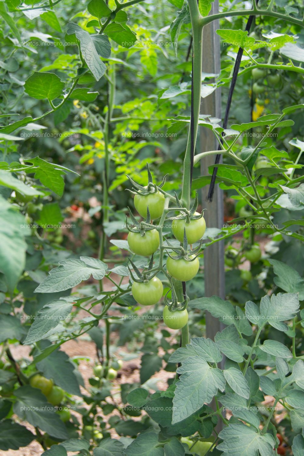 Cultivo de tomate 