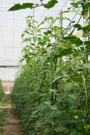 Invernadero de tomate