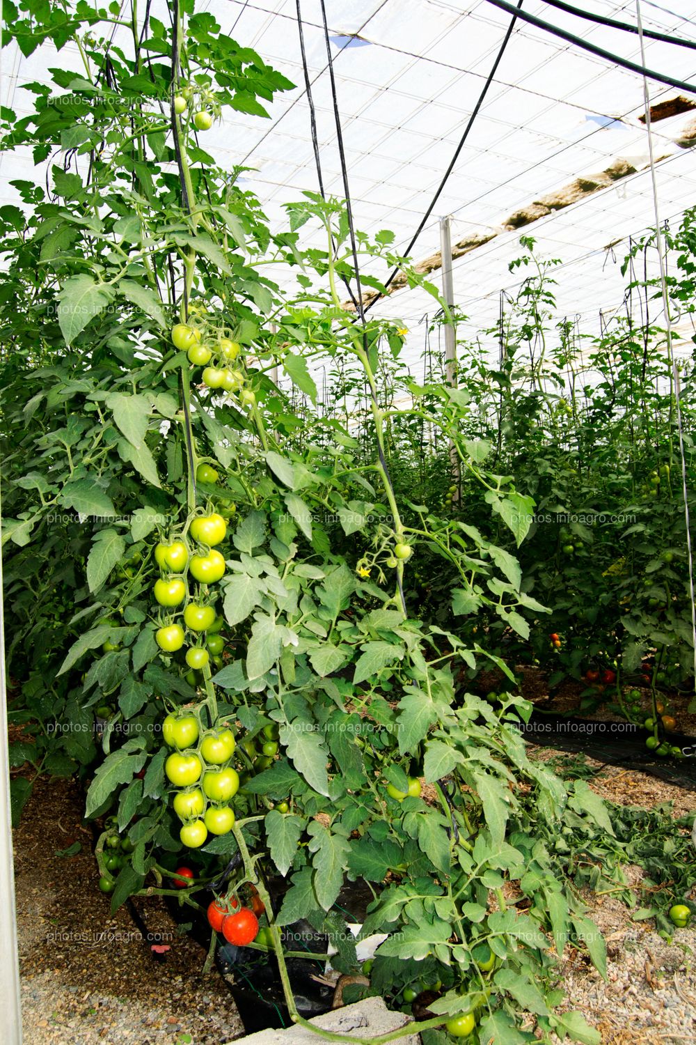 Planta de tomate