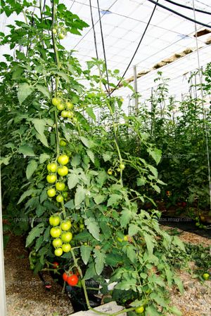 Planta de tomate